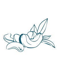 ΞΗΡΟΙ ΚΑΡΠΟΙ-ΚΑΦΕΚΟΠΤΕΙΑ